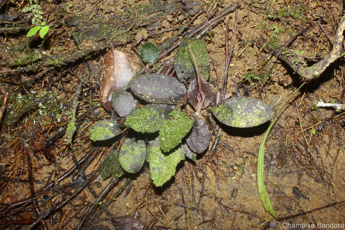 Cryptocoryne thwaitesii Schott